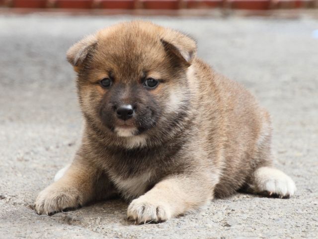 IMG_2520-shiba-puppy IMG_2520-shiba-puppy