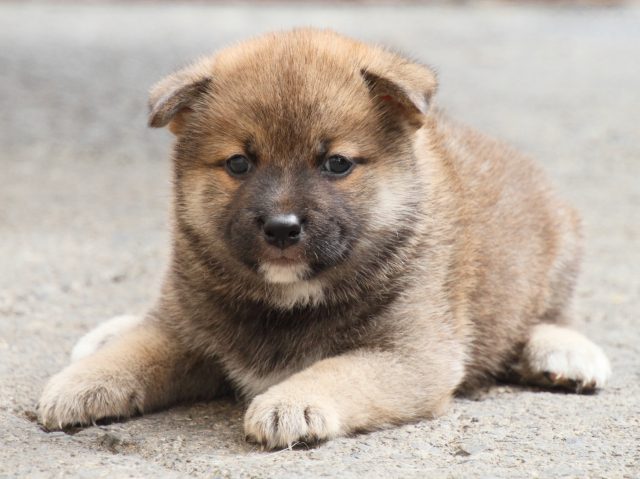 IMG_2531-shiba-puppy IMG_2531-shiba-puppy