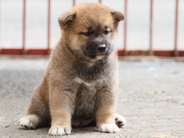 IMG_2571-shiba-puppy IMG_2571-shiba-puppy