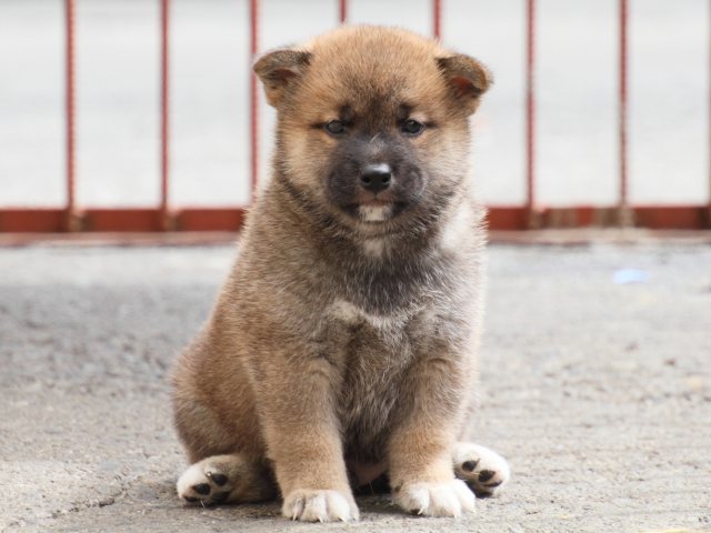 IMG_2577-shiba-puppy IMG_2577-shiba-puppy