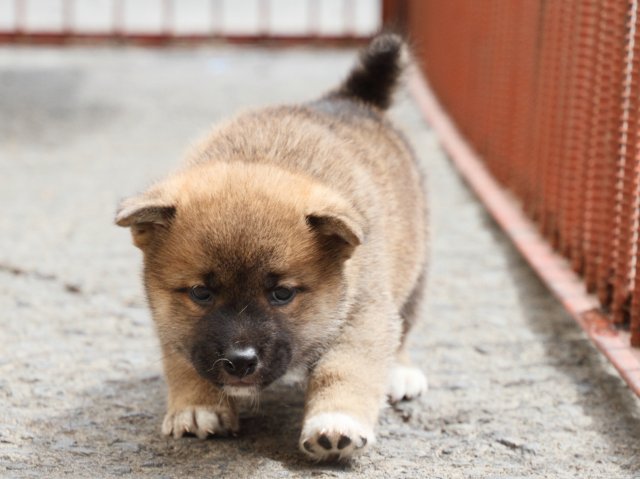 IMG_2590-shiba-puppy IMG_2590-shiba-puppy