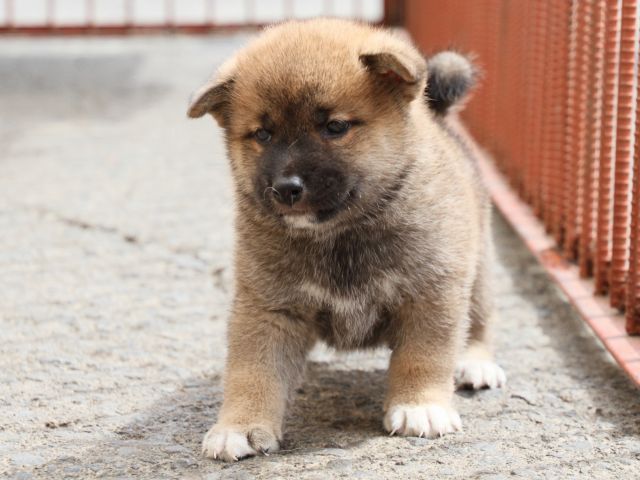 IMG_2596-shiba-puppy IMG_2596-shiba-puppy