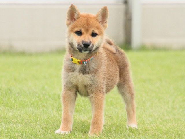 IMG_2618-shiba-puppy