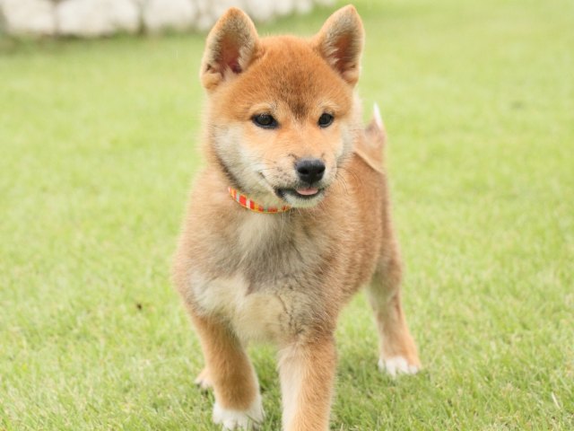 IMG_2661-shiba-puppy