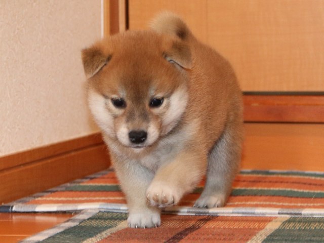 IMG_2671-shiba-puppy