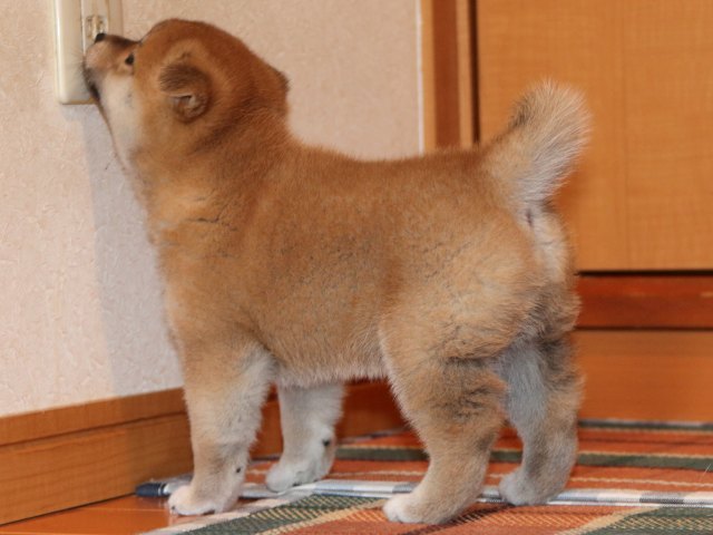 IMG_2693-shiba-puppy