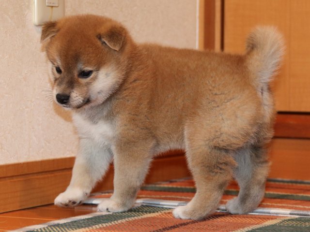 IMG_2694-shiba-puppy