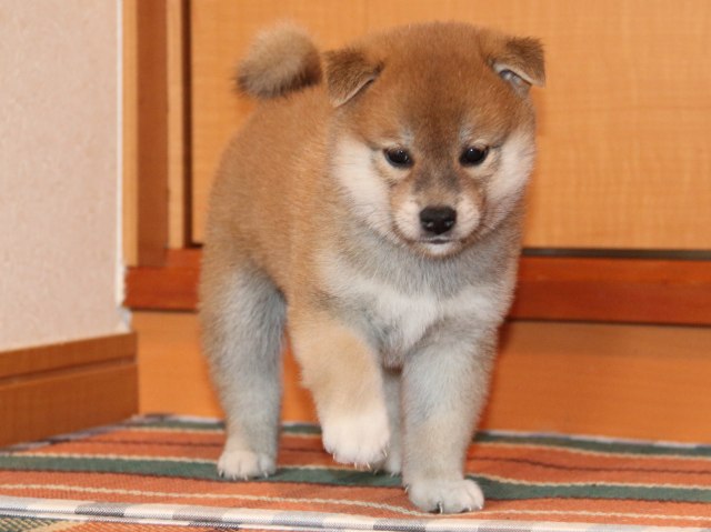 IMG_2709-shiba-puppy
