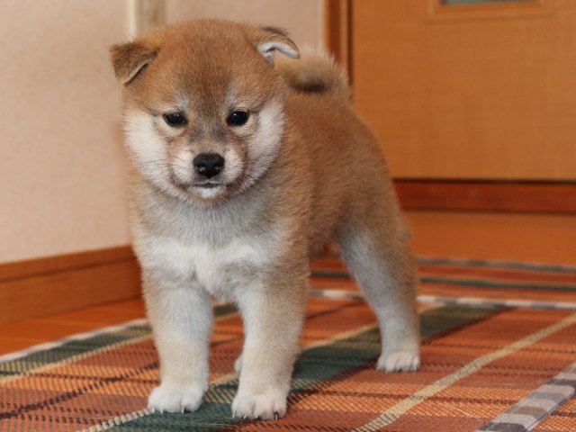 IMG_2713-shiba-puppy