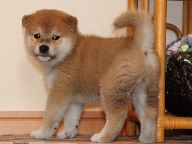 IMG_2721-shiba-puppy IMG_2721-shiba-puppy