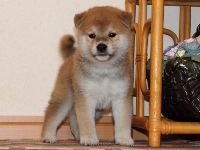 IMG_2722-shiba-puppy IMG_2722-shiba-puppy