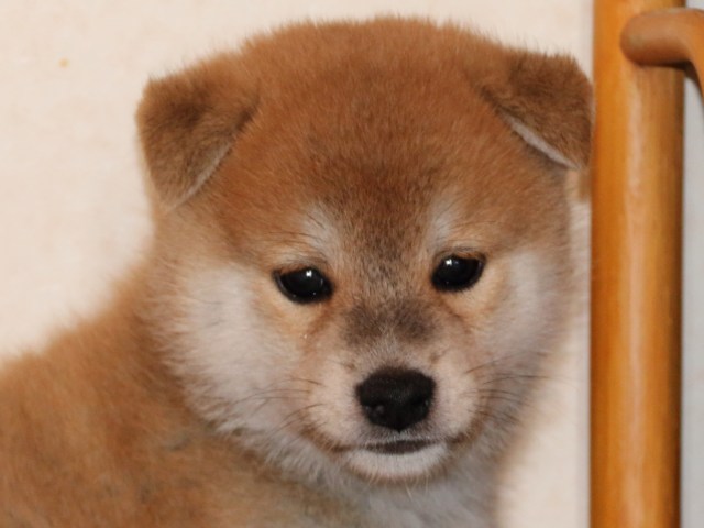 IMG_2727-shiba-puppy IMG_2727-shiba-puppy