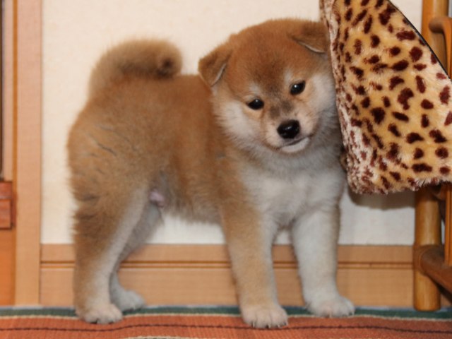 IMG_2731-shiba-puppy IMG_2731-shiba-puppy