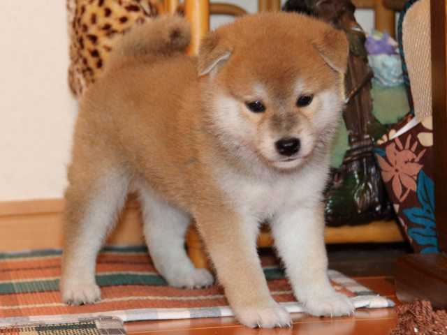IMG_2742-shiba-puppy IMG_2742-shiba-puppy