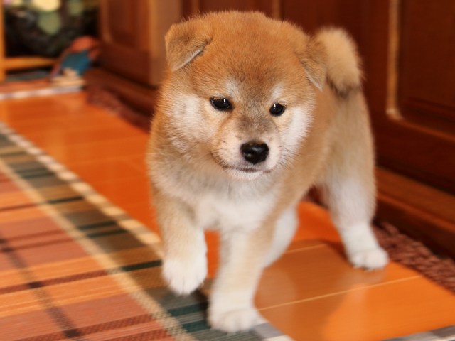 IMG_2750-shiba-puppy IMG_2750-shiba-puppy