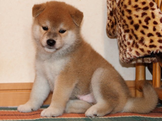 IMG_2764-shiba-puppy IMG_2764-shiba-puppy