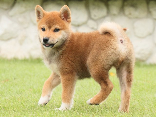 IMG_2786-shiba-puppy