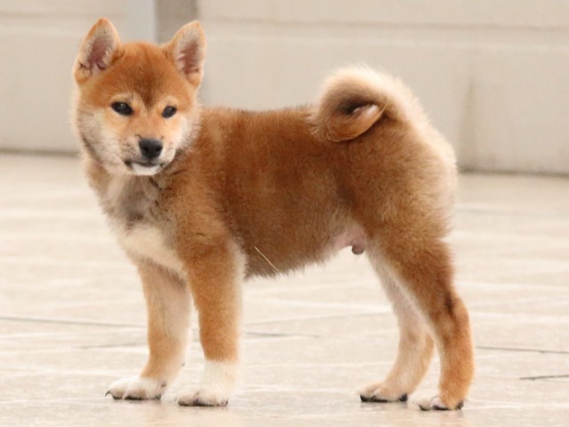 IMG_2849-shiba-puppy