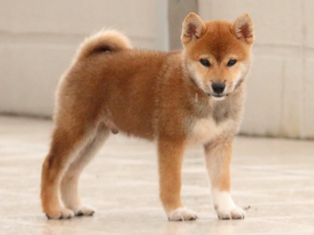 IMG_2862-shiba-puppy