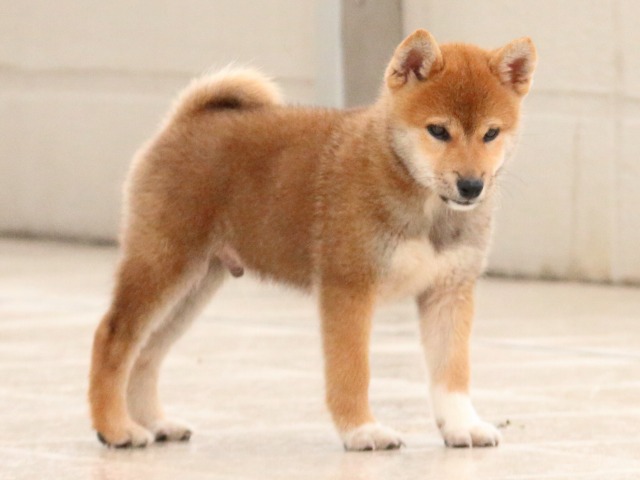 IMG_2864-shiba-puppy