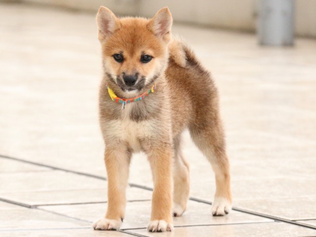 IMG_2874-shiba-puppy