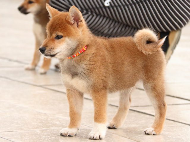 IMG_2878-shiba-puppy