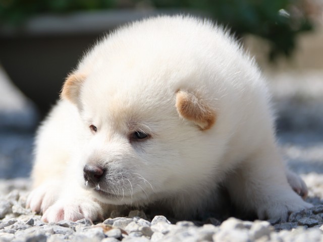 IMG_2883-shiba-puppy IMG_2883-shiba-puppy