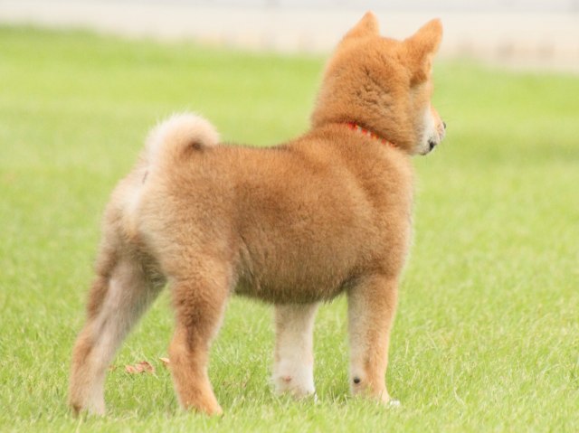 IMG_2885-shiba-puppy