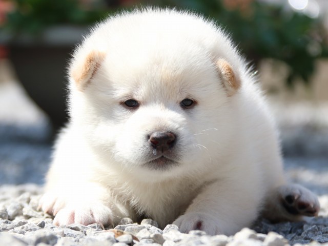 IMG_2890-shiba-puppy IMG_2890-shiba-puppy
