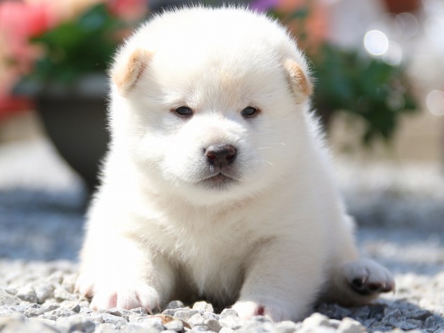 IMG_2891-shiba-puppy IMG_2891-shiba-puppy