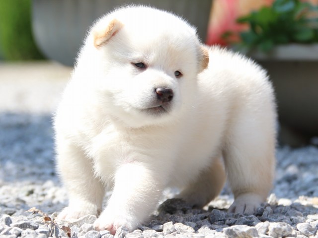 IMG_2924-shiba-puppy IMG_2924-shiba-puppy
