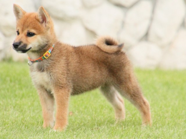 IMG_2942-shiba-puppy