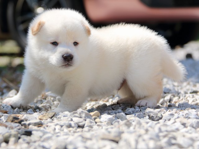 IMG_2943-shiba-puppy IMG_2943-shiba-puppy