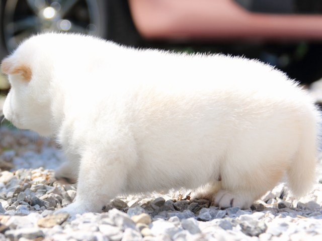 IMG_2949-shiba-puppy IMG_2949-shiba-puppy