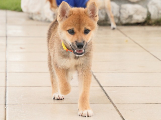 IMG_2977-shiba-puppy