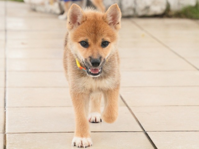 IMG_2978-shiba-puppy