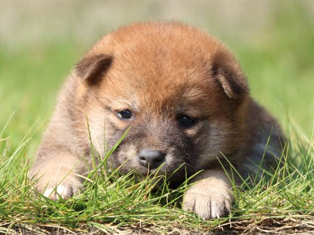 IMG_2982-shiba-puppy IMG_2982-shiba-puppy