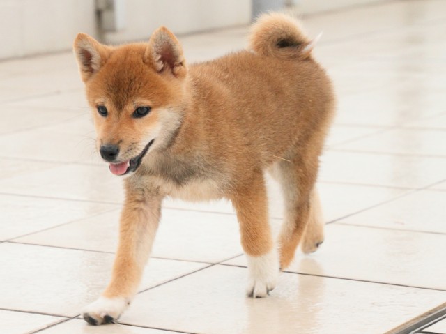 IMG_2986-shiba-puppy