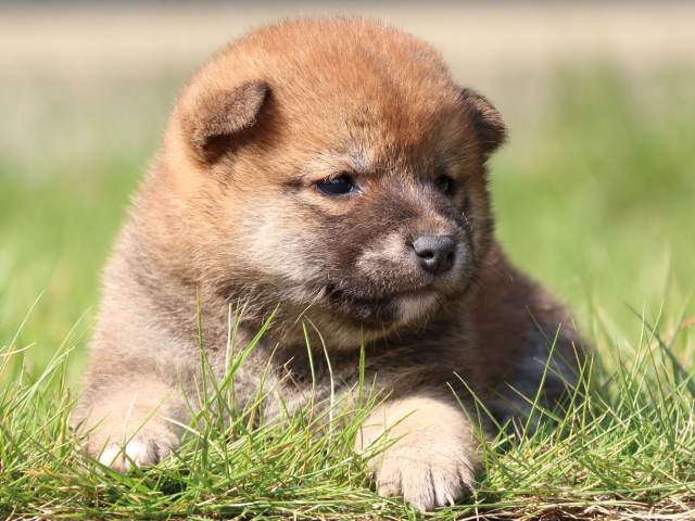 IMG_2988-shiba-puppy IMG_2988-shiba-puppy