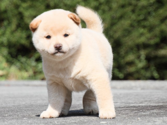 IMG_2996-shiba-puppy
