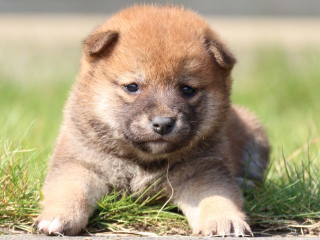 IMG_3000-shiba-puppy IMG_3000-shiba-puppy