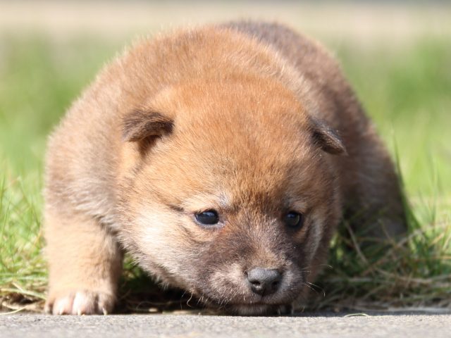 IMG_3013-shiba-puppy IMG_3013-shiba-puppy