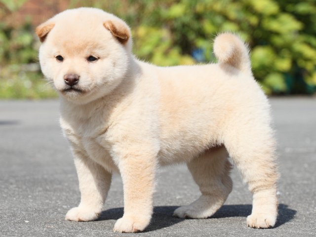IMG_3013-shiba-puppy
