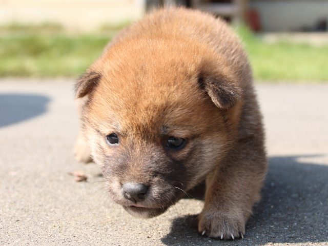 IMG_3024-shiba-puppy IMG_3024-shiba-puppy