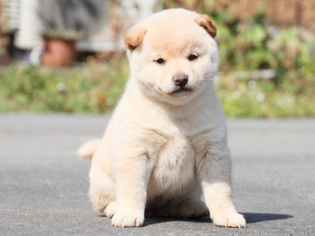 IMG_3034-shiba-puppy