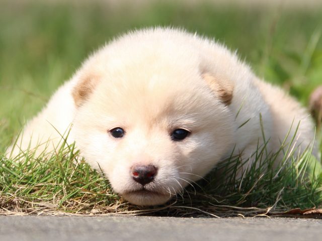 IMG_3044-shiba-puppy IMG_3044-shiba-puppy