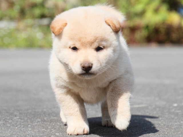 IMG_3048-shiba-puppy