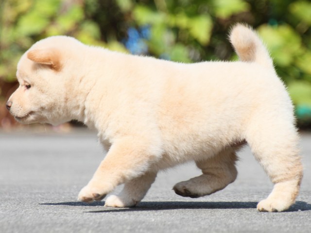 IMG_3057-shiba-puppy