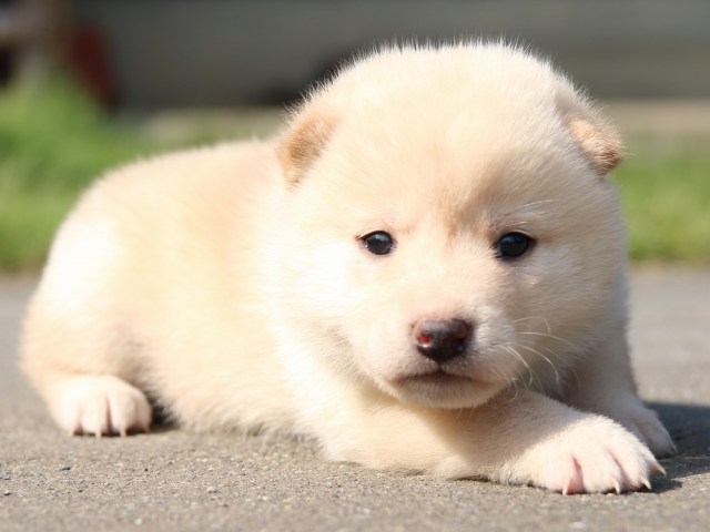 IMG_3058-shiba-puppy IMG_3058-shiba-puppy