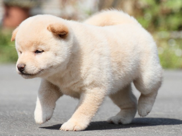 IMG_3060-shiba-puppy